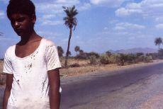 盗羊贼免费观看